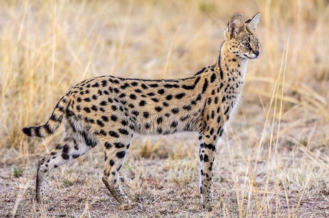 Serval Hunting Black Ornate Wood Framed Art Print with Double Matting by C. Sink, Jeffrey