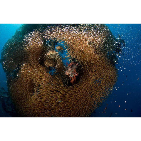 Glass And Lion Fish Black Modern Wood Framed Art Print with Double Matting by Ben Tov, Ilan