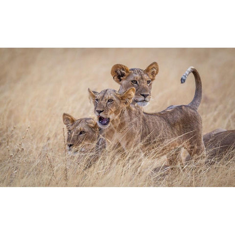 Boys At Play White Modern Wood Framed Art Print by C. Sink, Jeffrey