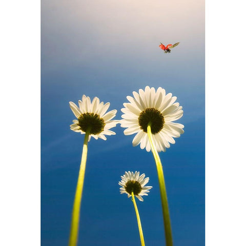 Ladybug White Modern Wood Framed Art Print by C. Lobato, Jose