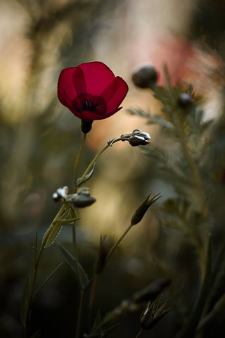 La Bailarina De Flamenco Black Ornate Wood Framed Art Print with Double Matting by BRAVIN, Fabien