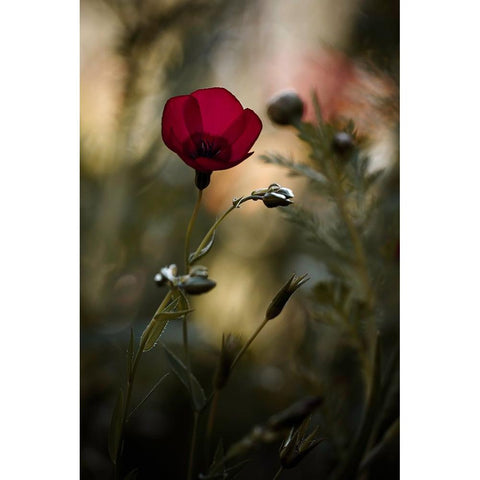 La Bailarina De Flamenco Black Modern Wood Framed Art Print by BRAVIN, Fabien