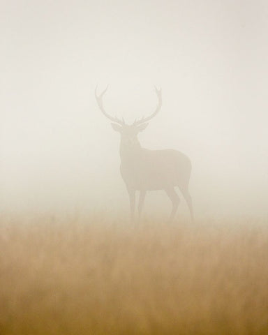 Ghost Stag White Modern Wood Framed Art Print with Double Matting by Harling, Stuart