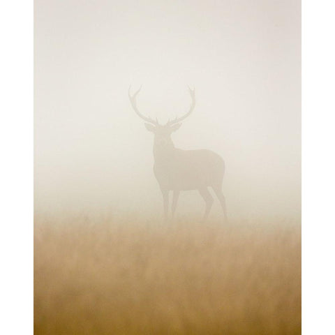 Ghost Stag Black Modern Wood Framed Art Print with Double Matting by Harling, Stuart