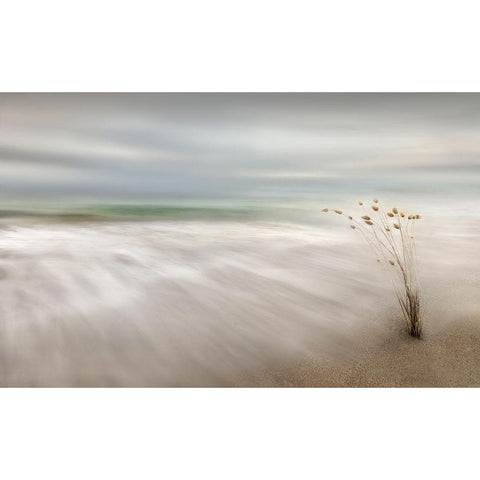 Ears In The Sea Black Modern Wood Framed Art Print with Double Matting by Osuna, Fran