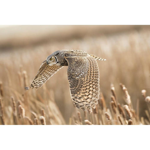 Great Horned Owl White Modern Wood Framed Art Print by Stahl, Peter