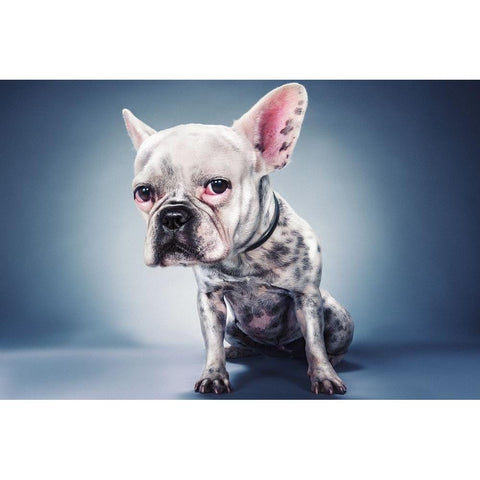 Big Head Project Black Modern Wood Framed Art Print with Double Matting by Nachumovich, Moshe