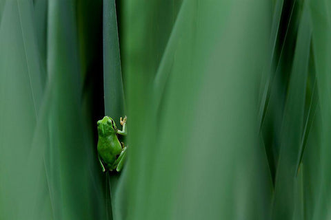 Stage Curtain Black Ornate Wood Framed Art Print with Double Matting by Mei, Massimo