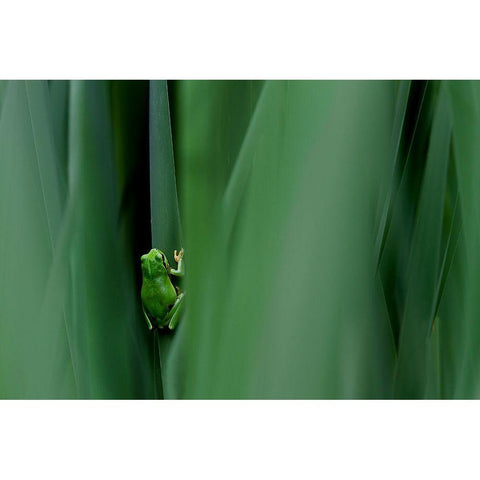 Stage Curtain Black Modern Wood Framed Art Print by Mei, Massimo