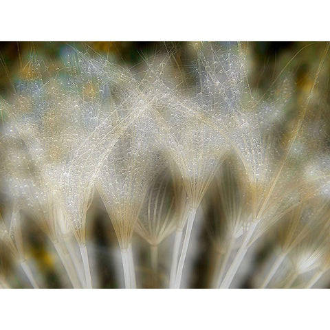 Fireworks Nature... White Modern Wood Framed Art Print by Dufour, Thierry