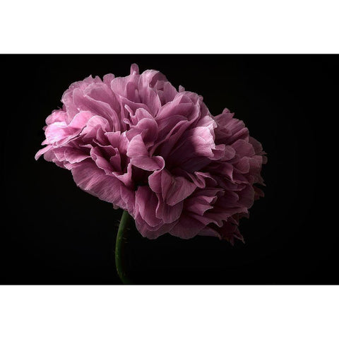 Poppy White Modern Wood Framed Art Print by Gronkjar, Lotte