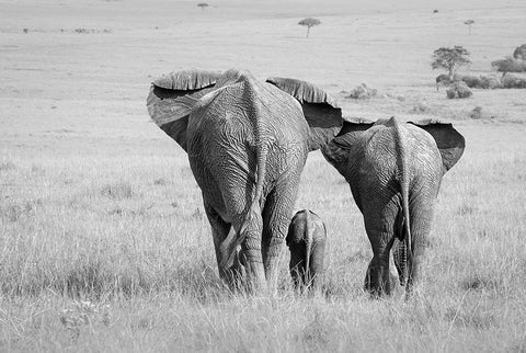 Three Butts! White Modern Wood Framed Art Print with Double Matting by Khataw, Ali