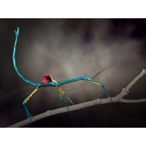 Threat Display Gold Ornate Wood Framed Art Print with Double Matting by Hoffman, Jimmy