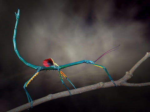 Threat Display White Modern Wood Framed Art Print with Double Matting by Hoffman, Jimmy