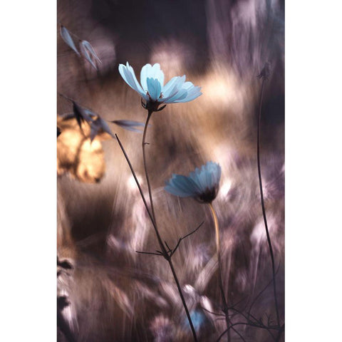 Lueur Dautomne Black Modern Wood Framed Art Print by Bravin, Fabien