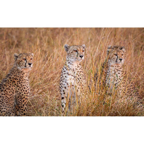 Cheetah Alpine Glow Gold Ornate Wood Framed Art Print with Double Matting by C. Sink, Jeffrey