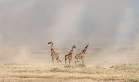 Weathering The Amboseli Dust Devils Black Ornate Wood Framed Art Print with Double Matting by C. Sink, Jeffrey