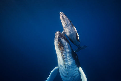 Come Back To The Surface White Modern Wood Framed Art Print with Double Matting by Gabriel, Barathieu