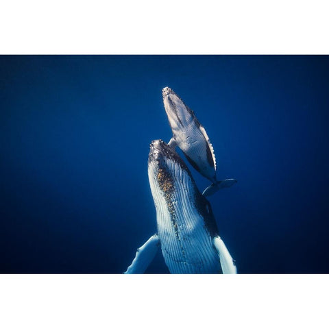 Come Back To The Surface Black Modern Wood Framed Art Print by Gabriel, Barathieu