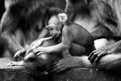 Untitled Black Ornate Wood Framed Art Print with Double Matting by Lee, Marcus