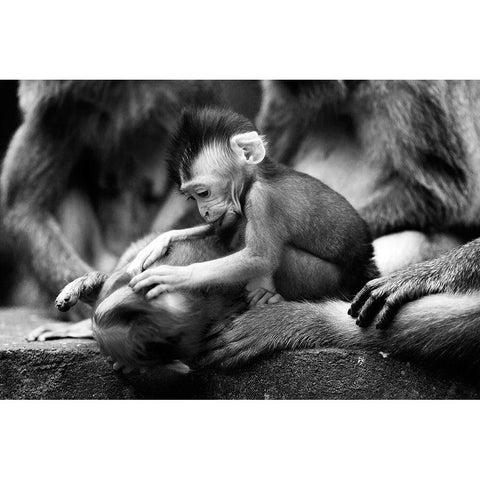 Untitled White Modern Wood Framed Art Print by Lee, Marcus