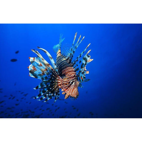 Lionfish Black Modern Wood Framed Art Print with Double Matting by Gabriel, Barathieu