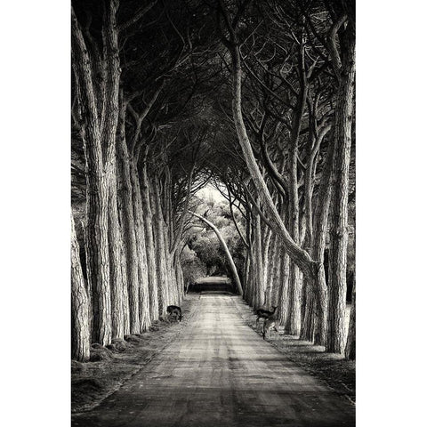 Untitled White Modern Wood Framed Art Print by Stimac, Sandra