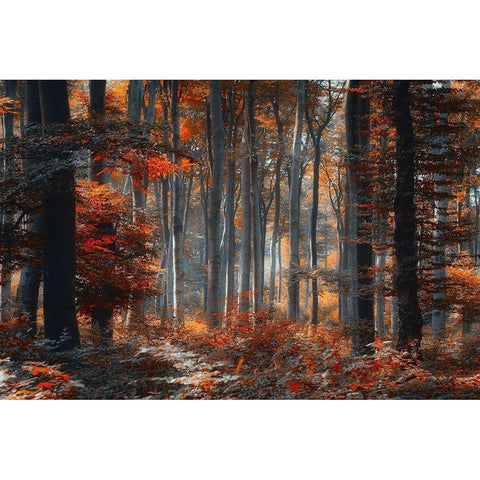 Painting Forest Black Modern Wood Framed Art Print with Double Matting by Neer, Ildiko