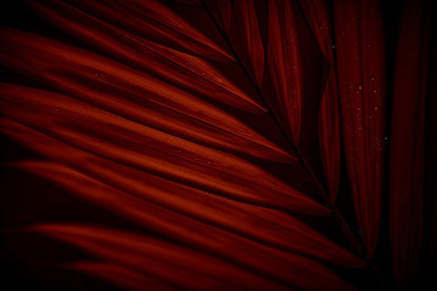 Sanguine Striations Black Ornate Wood Framed Art Print with Double Matting by Robboz, El