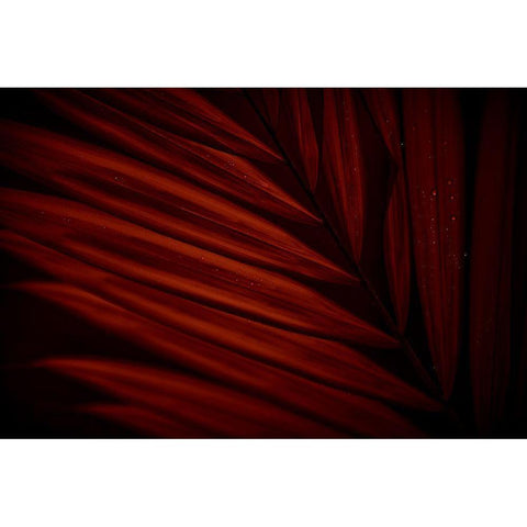 Sanguine Striations Black Modern Wood Framed Art Print with Double Matting by Robboz, El