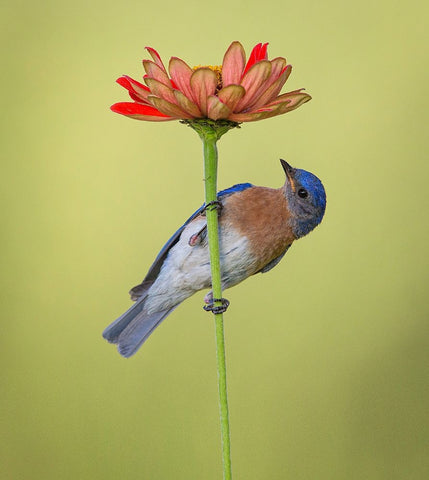 I Hear It But I Cant See It Black Ornate Wood Framed Art Print with Double Matting by Schlaf, Christopher