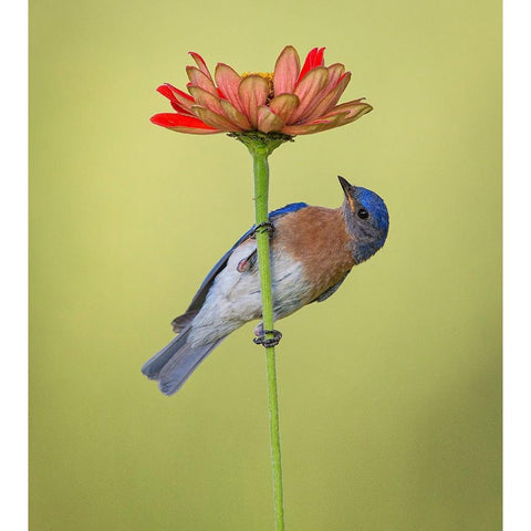 I Hear It But I Cant See It Black Modern Wood Framed Art Print with Double Matting by Schlaf, Christopher