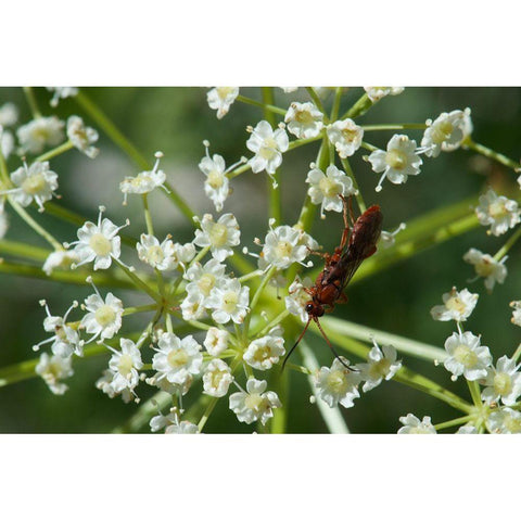 Red Pollinator Gold Ornate Wood Framed Art Print with Double Matting by Gardner, Paul