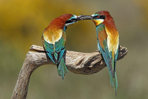 True Love Black Ornate Wood Framed Art Print with Double Matting by Merino, Nicolas