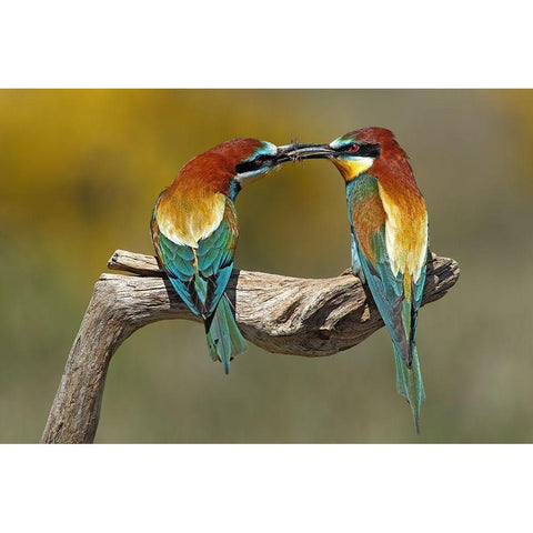 True Love Black Modern Wood Framed Art Print by Merino, Nicolas