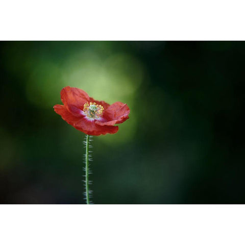 Morning Poppy Black Modern Wood Framed Art Print by Gronkjar, Lotte