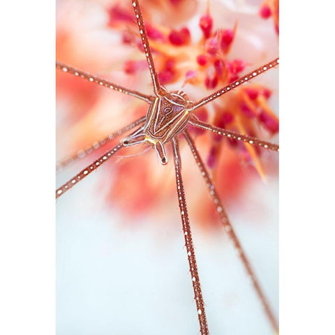 Snow Flower Black Modern Wood Framed Art Print by Narchuk, Andrey