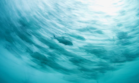 One Of The Pack Black Ornate Wood Framed Art Print with Double Matting by Narchuk, Andrey