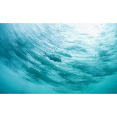 One Of The Pack Black Modern Wood Framed Art Print by Narchuk, Andrey