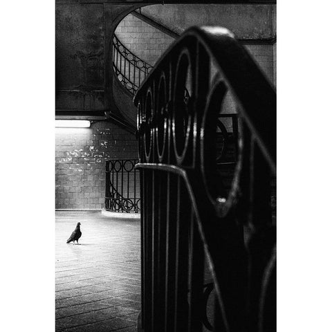 Big Bird In A Small Cage Black Modern Wood Framed Art Print with Double Matting by Mexia, Laura