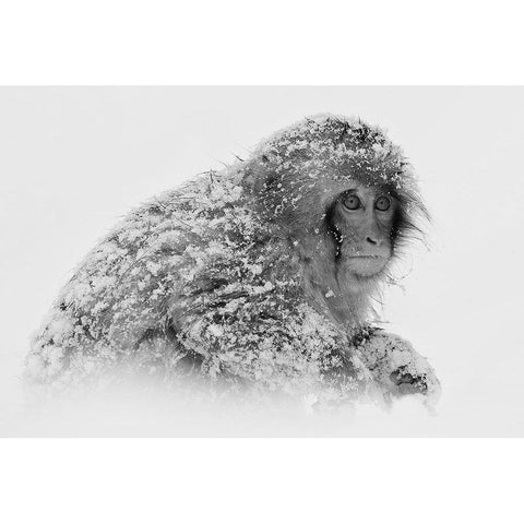 Snow Monkey White Modern Wood Framed Art Print by Tjandra, C.S.