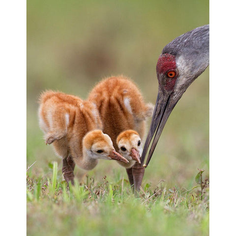 Sandhill Crane With Chicks Gold Ornate Wood Framed Art Print with Double Matting by Forns, Alfred