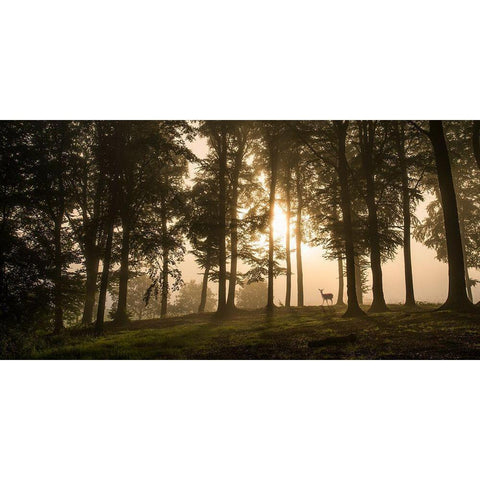 Deer In The Morning Mist. Black Modern Wood Framed Art Print with Double Matting by Londal, Leif