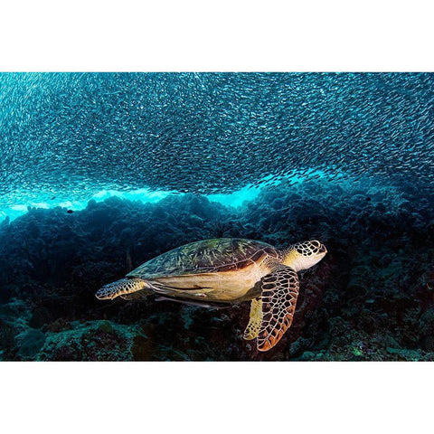 Turtle And Sardines Black Modern Wood Framed Art Print with Double Matting by Jager, Henry