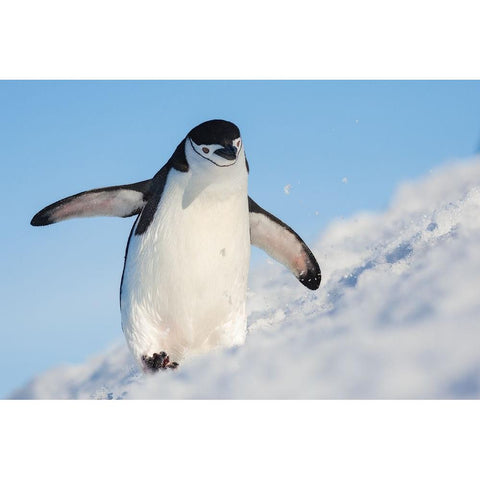 Running Up That Hill White Modern Wood Framed Art Print by Breuker, Hillebrand