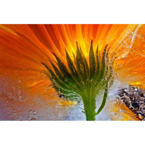 Frozen Marigold White Modern Wood Framed Art Print by Losada, Secundino