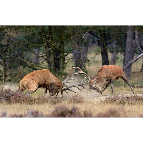 Clash Of The Titans Black Modern Wood Framed Art Print with Double Matting by Janssens, Roelof