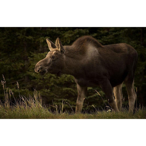 Young Moose On The Loose Black Modern Wood Framed Art Print by Andrews, Keith