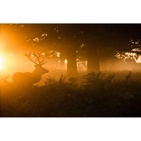 Stag In The Mist Gold Ornate Wood Framed Art Print with Double Matting by Harling, Stuart