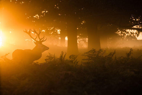 Stag In The Mist White Modern Wood Framed Art Print with Double Matting by Harling, Stuart